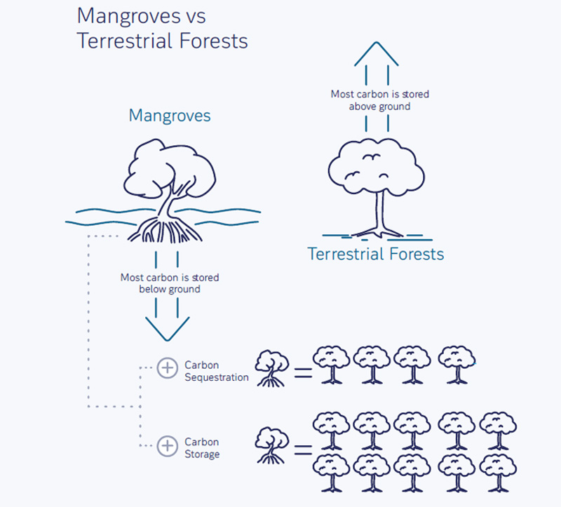 Figura-1-Il-ruolo-fondamentale-delle-mangrovie
