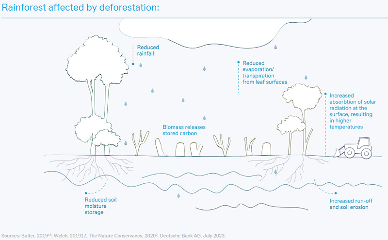 Rainforest-affected-by-deforestation
